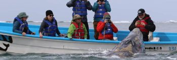 DAYS 2, 3, & 4: Whale Watching