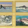 6 card set collection 1