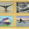 6 card set collection 3